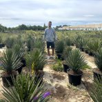 Juka vláknitá (Yucca filifera) - výška 70-80 cm, kont. C35L (-15°C)